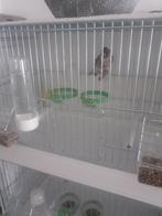Major putter, Dieren en Toebehoren, Vogels | Overige Vogels, Mannelijk, Wildzangvogel, Geringd