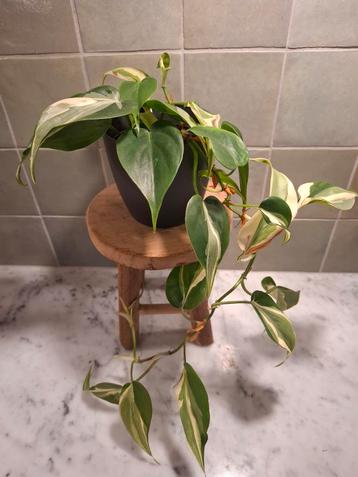 Philodendron Silver Stripe - Prachtige jonge plant! beschikbaar voor biedingen