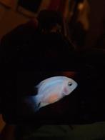 white polar parrot fish stuk of 30 klein en groot, Dieren en Toebehoren, Vis, Zoetwatervis