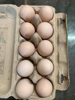 Brahma meerzomig goudpatrijs broedeieren, Dieren en Toebehoren, Pluimvee, Geslacht onbekend, Kip