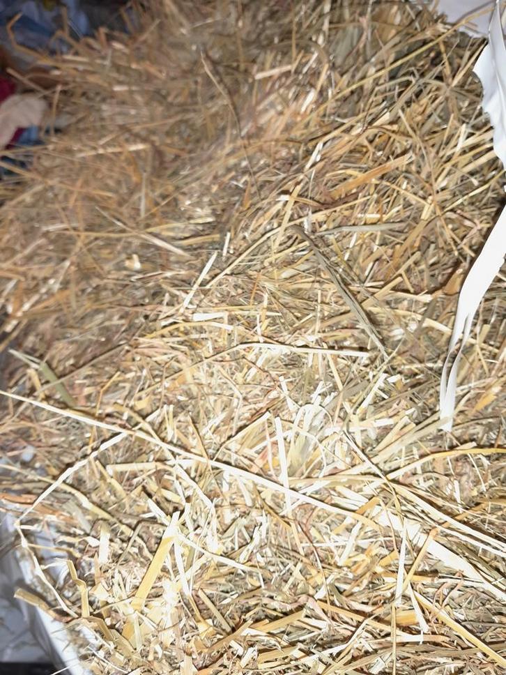 Hooi circa 25 kilo, Dieren en Toebehoren, Dierenvoeding, Vee, Ophalen