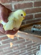 Baby Grasparkieten, Dieren en Toebehoren, Vogels | Parkieten en Papegaaien, Meerdere dieren, Parkiet, Tam