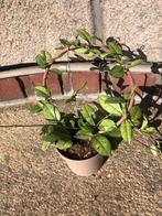 Hoya crassipetiolata, Ophalen, Halfschaduw, Minder dan 100 cm