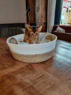 Abbesijn kittens mogen verhuizen, Dieren en Toebehoren, Katten en Kittens | Raskatten | Korthaar, Meerdere dieren, Gechipt