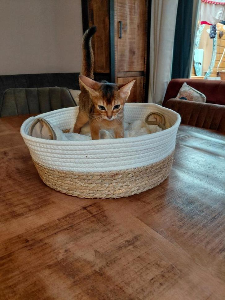 Abbesijn kittens mogen verhuizen, Dieren en Toebehoren, Katten en Kittens | Raskatten | Korthaar, Meerdere dieren, Gechipt, Ontwormd