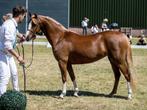 5 jarige Welsh C merrie te koop, Dieren en Toebehoren, Merrie, Gechipt, Dressuurpony, Zadelmak