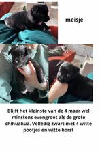 Mooie chihuahua x sheltie pups, België, Particulier, Meerdere, Meerdere dieren