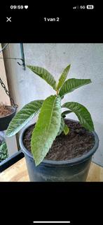 Te koop mooie loquat ook wel Japanse wol mispel genoemd, Ophalen, Zomer, Overige soorten