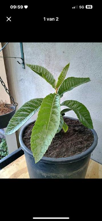 Te koop mooie loquat ook wel Japanse wol mispel genoemd beschikbaar voor biedingen