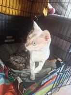 4 Bengaalse kittens, Dieren en Toebehoren, Meerdere dieren