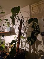Monstera deliciosa Varigata, Ophalen, Overige soorten, Halfschaduw, In pot