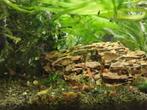 Mix guppies vooral veel jonkies/halfvolwassen