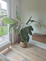 Strelezia Nicolai - Paradijsvogelplant - excl pot!, Huis en Inrichting, Kamerplanten, Ophalen, 100 tot 150 cm, Overige soorten