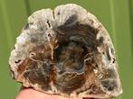 Versteend hout schijf plak dubbel gepolijst mineralen 1, Ophalen of Verzenden, Mineraal