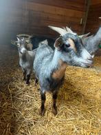 Dwerggeit CAE/Cl vrij, Dieren en Toebehoren, Schapen, Geiten en Varkens, Vrouwelijk, Geit