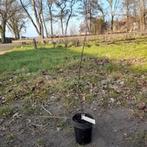Kingston Black ciderappel, Minder dan 100 cm, Lente, In pot, Ophalen of Verzenden