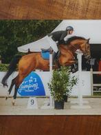 Talentvolle 4-jarige Cantona Calvados Nimmerdor, Dieren en Toebehoren, Paarden, Merrie, Springpaard, B, Gechipt