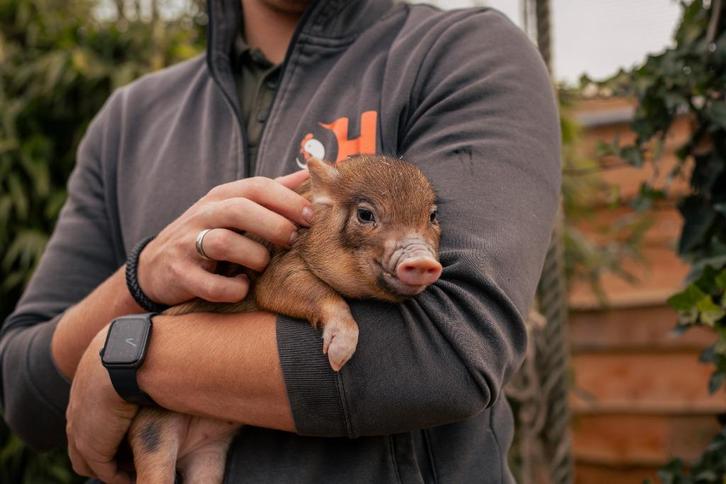 Bonte minivarkens | Tamme biggen | Passend advies, Dieren en Toebehoren, Schapen, Geiten en Varkens, Varken, Meerdere dieren, 0 tot 2 jaar