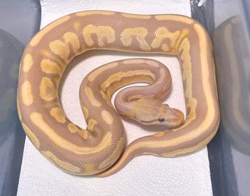 Candy-Piebald groep (met Stranger,Clown en OD's) Ball Python beschikbaar voor biedingen