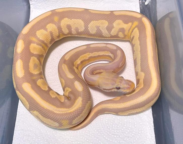 Candy-Piebald groep (met Stranger,Clown en OD's) Ball Python, Dieren en Toebehoren, Reptielen en Amfibieën, Slang, 0 tot 2 jaar