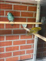 Kakariki kweekkoppel, Dieren en Toebehoren, Vogels | Parkieten en Papegaaien, Meerdere dieren, Parkiet, Geringd