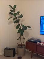 Ficus Lyrata (Vioolbladplant) - kamerplant + bloempot, Ophalen, Ficus, 100 tot 150 cm, Halfschaduw