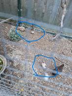 1 Jonge kwartel man te koop, geb.6-6-25 + meer jonge vogels., Dieren en Toebehoren, Vogels | Overige Vogels, Meerdere dieren, Tropenvogel