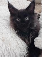 Maine coon kittens met stamboom, Dieren en Toebehoren, Meerdere dieren, Met stamboom