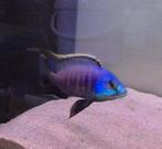 Te koop jonge placidochromis blue otter, Dieren en Toebehoren, Vissen | Aquariumvissen, Vis