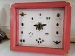 Taxidermy, Verzamelen, Dierenverzamelingen, Verzenden, Nieuw, Insect, Opgezet dier