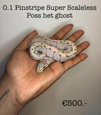 0.1 Pinstripe Super Scaleless poss het ghost NK25, Dieren en Toebehoren, Reptielen en Amfibieën, Slang