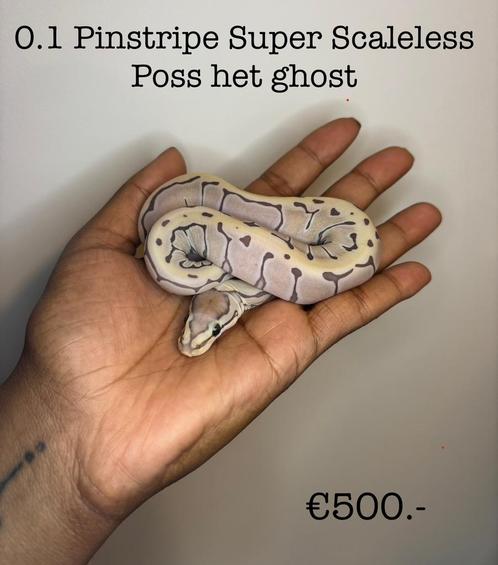 0.1 Pinstripe Super Scaleless poss het ghost NK25, Dieren en Toebehoren, Reptielen en Amfibieën, Slang