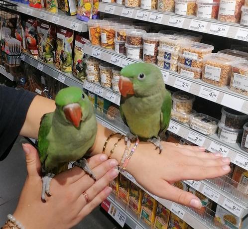 Alexsanderparkieten super lief en echt super tam met dna., Dieren en Toebehoren, Vogels | Parkieten en Papegaaien, Papegaai, Meerdere dieren