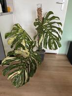 Prachtige Monstera Thai Constellation, Huis en Inrichting, Kamerplanten, Ophalen of Verzenden, Halfschaduw, Minder dan 100 cm