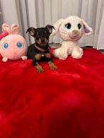 Chihuahua pups, Dieren en Toebehoren, Parvo, 8 tot 15 weken, Teef, Eén hond