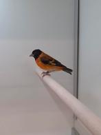 3-3 Kapoetsensijsen, Dieren en Toebehoren, Vogels | Overige Vogels, Meerdere dieren, Tropenvogel, Geringd