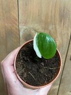 Monstera deliciosa big large form halfmoon albo variegata, Huis en Inrichting, Kamerplanten, Ophalen, Overige soorten, Minder dan 100 cm