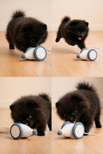 Populaire Honden Speelset–Drinkfles, Muis, LickMat, bal, Dieren en Toebehoren, Frederik hendrikstraat 124, Verzenden, Dusanpetstore@gmail.com