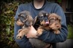 ruwharige Teckel pups, België, CDV (hondenziekte), 8 tot 15 weken, Dwerg