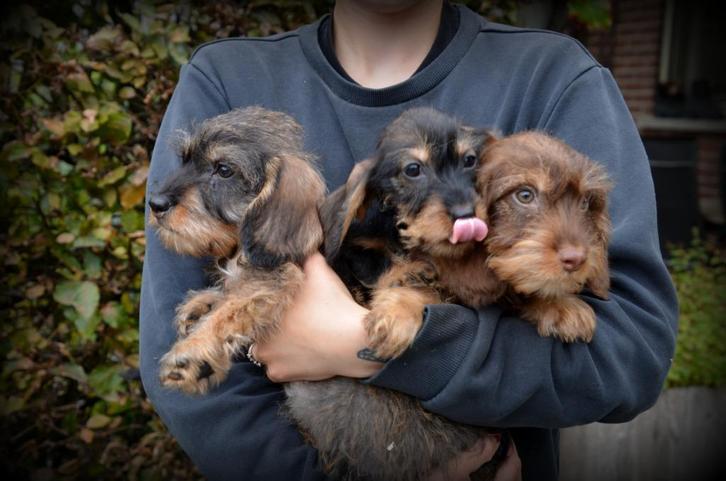 ruwharige Teckel pups, Dieren en Toebehoren, Honden | Teckels en Dashonden, Meerdere dieren, Ruwhaar, Dwerg, Fokker | Professioneel