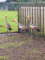 1-1  Kroonkraanvogel, Dieren en Toebehoren, Pluimvee, Meerdere dieren, Overige soorten