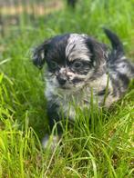Merle boomer reutje, Dieren en Toebehoren, Honden | Chihuahua's en Gezelschapshonden, CDV (hondenziekte), 8 tot 15 weken, Meerdere