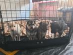 F1 Pomsky X Shiba inu pups geboren!, Overige rassen, CDV (hondenziekte), 8 tot 15 weken, Meerdere