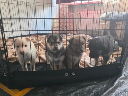 F1 Pomsky X Shiba inu pups geboren!, Dieren en Toebehoren, Honden | Poolhonden, Keeshonden en Oertypen, Meerdere dieren, Overige rassen