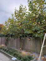 4 Grote Bomen - Stamdikte 50cm, 5m Hoog, Tuin en Terras, Bloeit niet, Overige soorten, 400 cm of meer, Ophalen