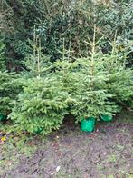 Nordmann kerstbomen, Ophalen, Overige soorten, Volle zon