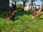 Bielefelder Kriel kippen, Dieren en Toebehoren, Vrouwelijk, Kip