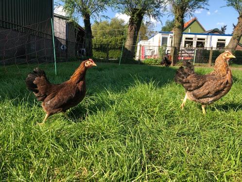Bielefelder Kriel kippen, Dieren en Toebehoren, Pluimvee, Kip, Vrouwelijk