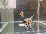 2x maanvissen (koi), Dieren en Toebehoren, Vissen | Aquariumvissen, Vis, Zoetwatervis