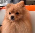 Pomerian 11 maanden, 15 weken tot 1 jaar, Reu, Eén hond, Nederland